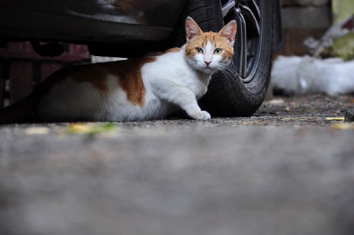 車の下から出てくる猫