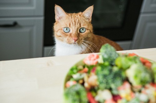 食卓のサラダを見る猫