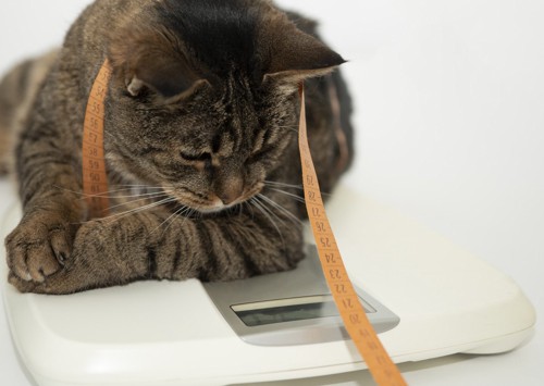 体重計にのる猫