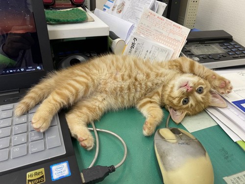 パソコンの近くで甘える猫