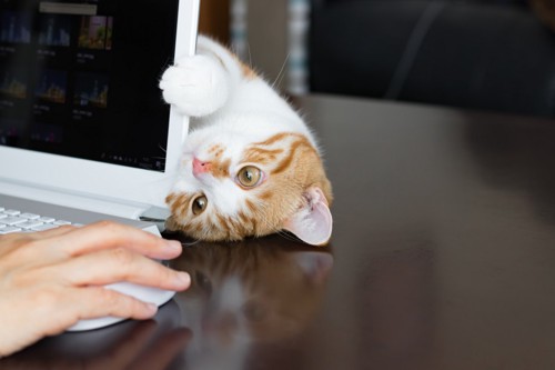 パソコンの画面横から顔を出す猫