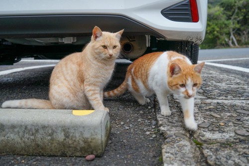 車の下をうろつく猫達
