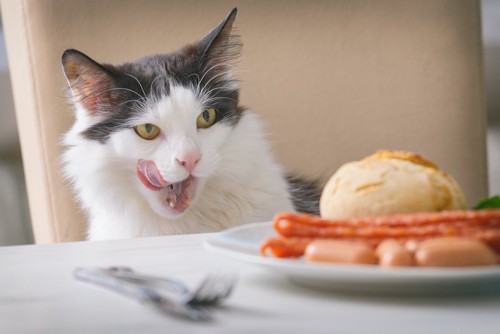 テーブルの上の食べ物を見て舌舐めずりする猫