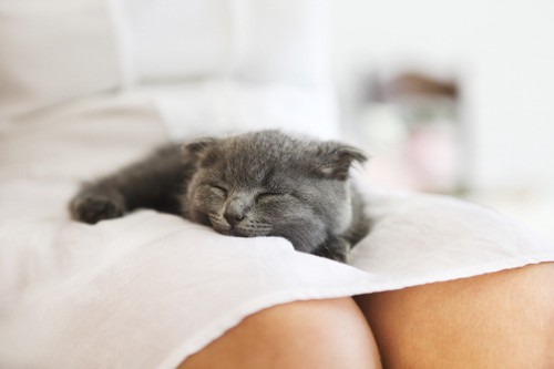 女性の膝の上で眠る子猫
