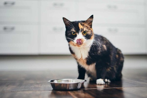 料理を食べようとする猫のイラスト