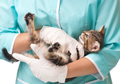 獣医師に抱かれて暴れる猫