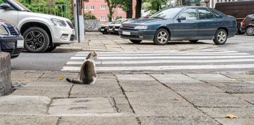 横断歩道と猫