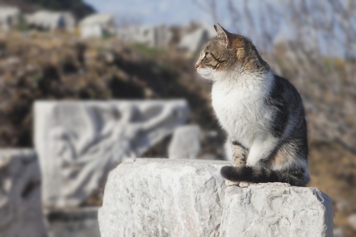 石の上でたたずむ猫