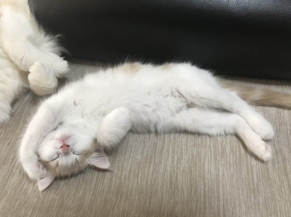お腹を出して眠る白い子猫
