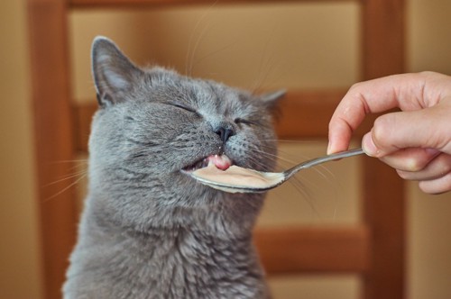 スプーンで食べる猫