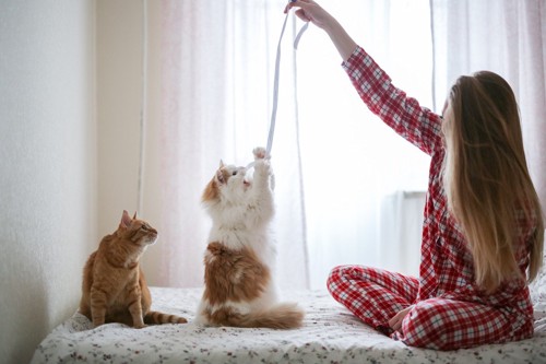 パジャマ姿の女性と紐で遊ぶ猫2匹