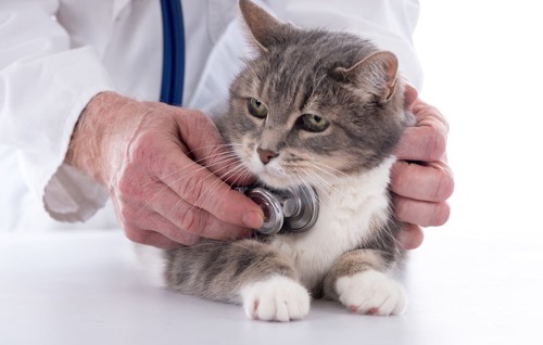 聴診器と猫