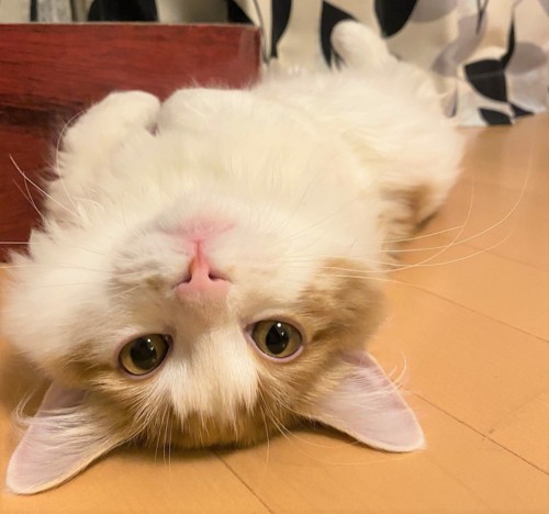床に伸びる猫