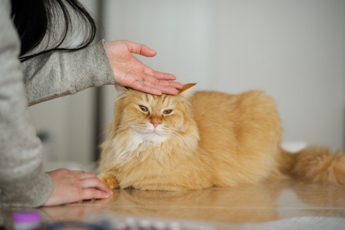 猫の頭を撫でる女性の手
