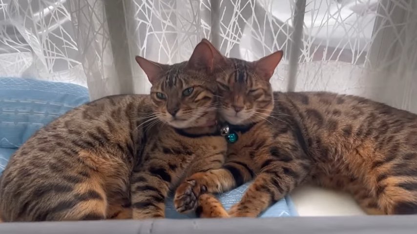 顔を寄せっ合って寝る2匹の猫