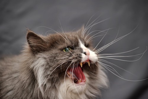 怒って威嚇している猫