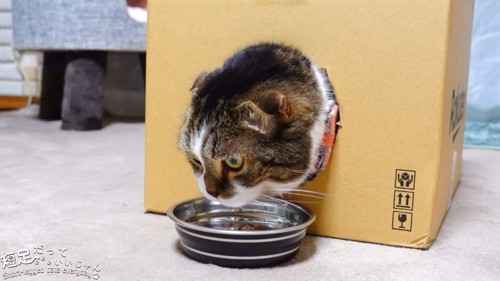 箱から顔を出してごはんを食べる猫