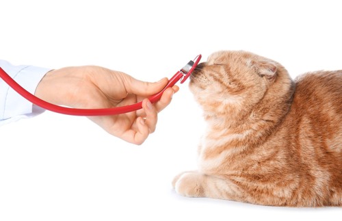 聴診器を当てる猫