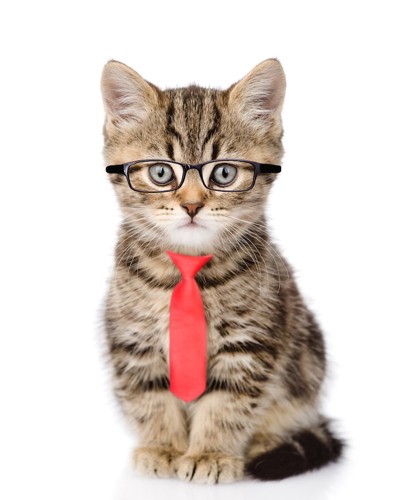 眼鏡をかけてネクタイをした子猫