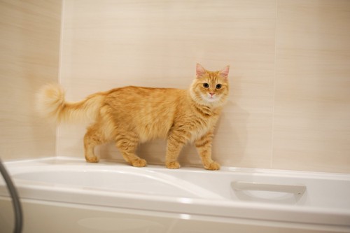 お風呂縁を歩く猫
