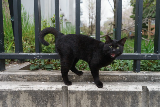 鳴いている黒猫