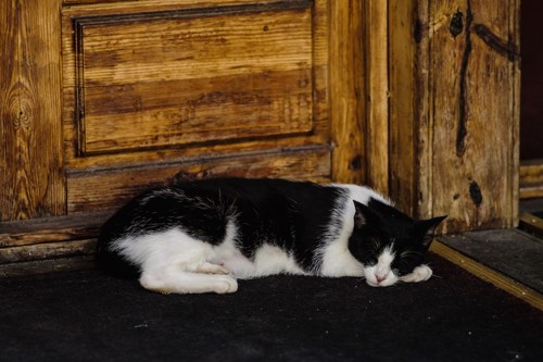 扉の前で寝るハチワレ猫