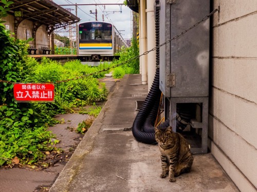 線路と猫
