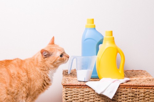 洗剤と猫