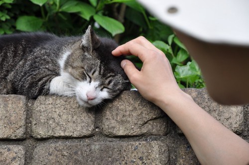 石垣の上で眠る野良猫を撫でる人