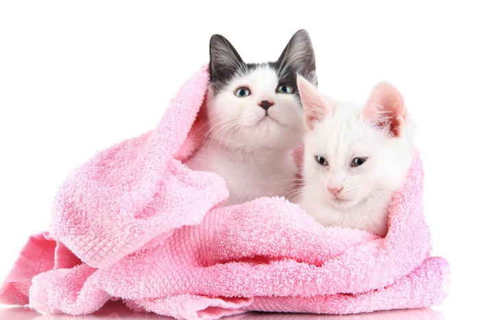 バスタオルに包まれてる2匹の猫