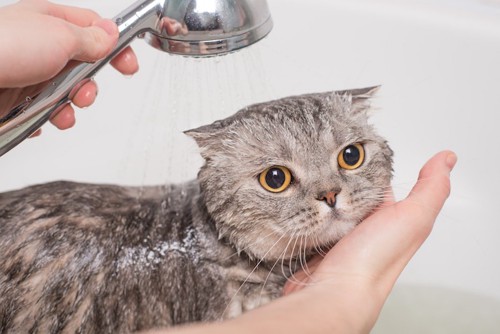 シャワーをかけられている猫