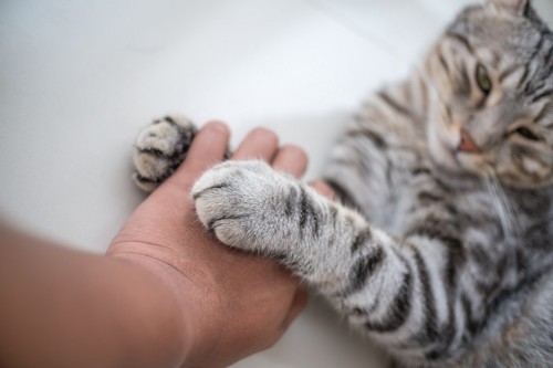 人の手に手を置く猫