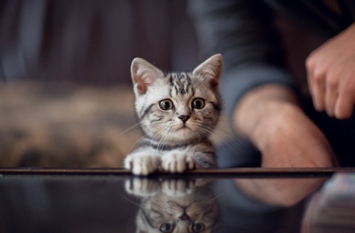 テーブルから顔を出す子猫