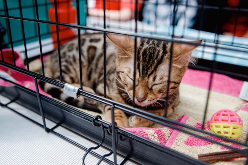 ケージの中で寝る猫