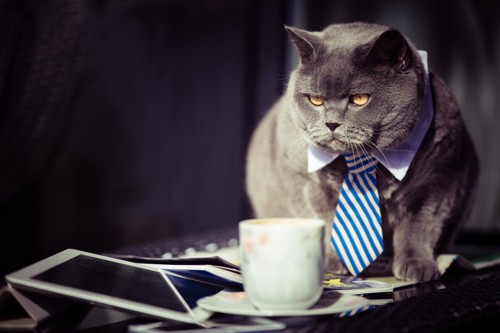 ネクタイを締めた猫