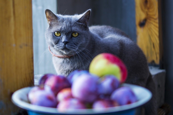 果物を見つめる猫