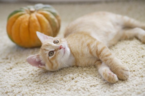 絨毯の上のかぼちゃと子猫
