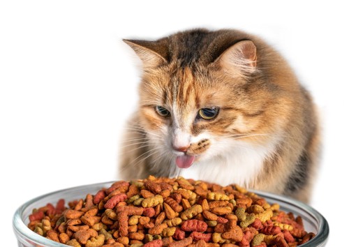 食べ過ぎの猫