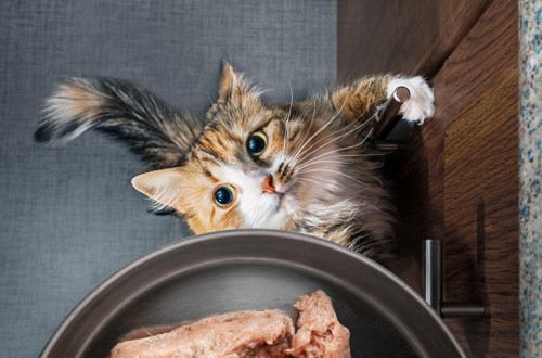 キッチンで見上げる猫