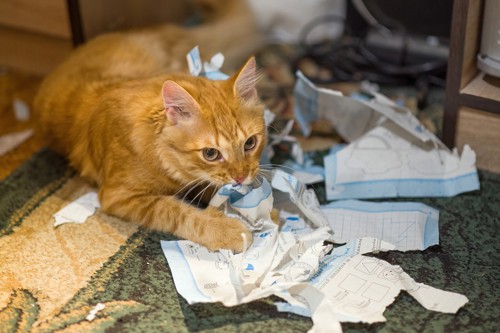 紙で遊ぶ猫