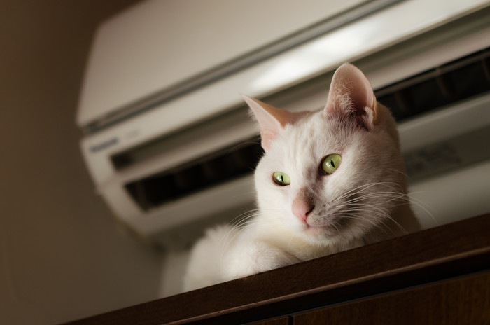 エアコンで涼む猫