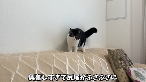 ソファーの背もたれの上に立つ猫