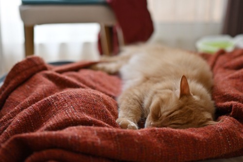 ベッドの上で眠る猫
