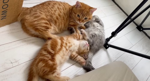 横たわる3匹の猫