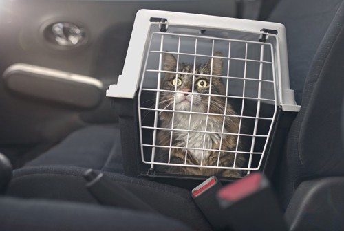 自動車の運転席に置かれたキャリーの中の猫