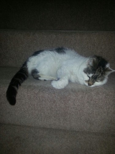 階段で寝てる猫のパプリカ
