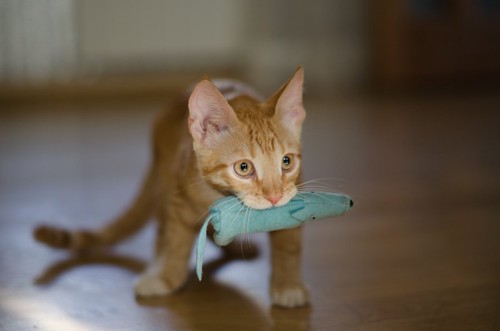 おもちゃを咥えて運ぶ猫