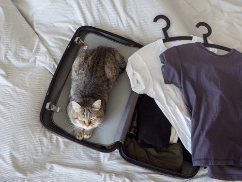 旅行鞄に入る猫