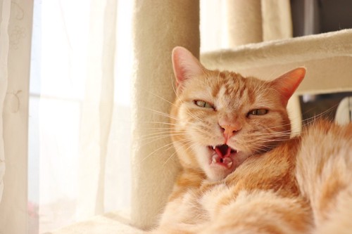 キャットタワーの上で怒っている猫