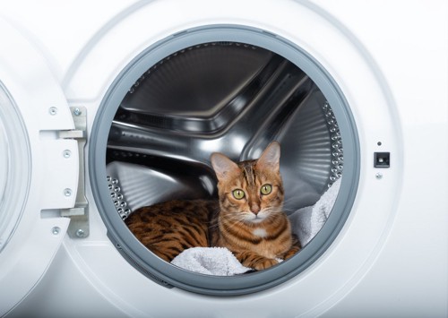 洗濯機の中からこちらを見る猫